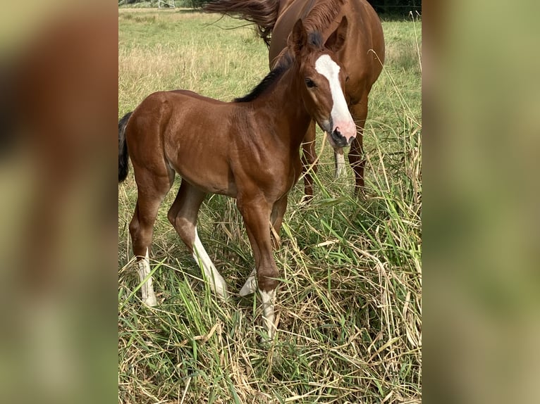 Oldenburg-International (OS) Mare Foal (07/2024) Brown in Sandstedt