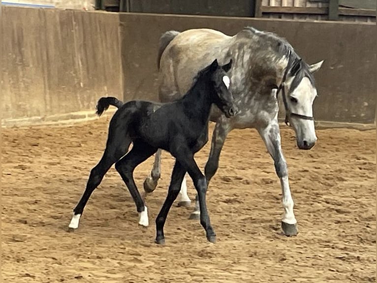 Oldenburg-International (OS) Mare Foal (05/2024) Can be white in Wester-Ohrstedt