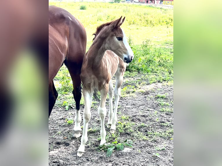 Oldenburg-International (OS) Mare Foal (06/2024) Chestnut-Red in Dahlenburg