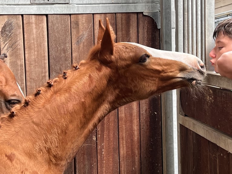 Oldenburg-International (OS) Mare Foal (06/2024) Chestnut-Red in Dahlenburg