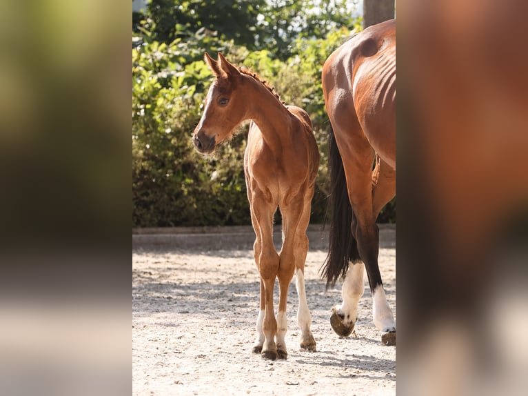 Oldenburg-International (OS) Mare Foal (05/2024) Chestnut-Red in Ihlow