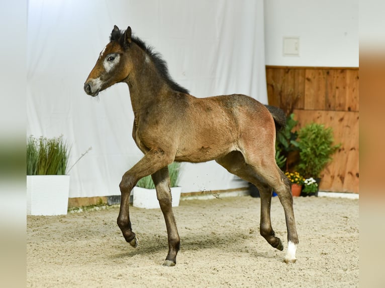 Oldenburg-International (OS) Mare Foal (01/2024) Gray in Wysin