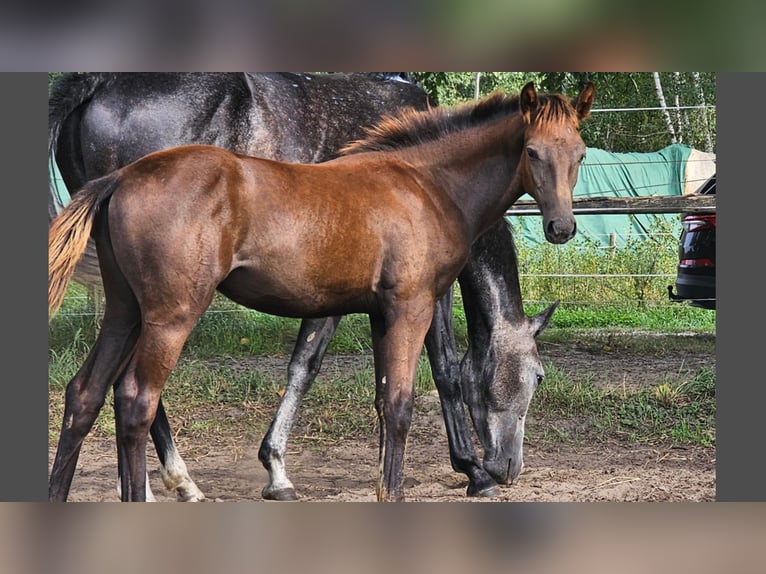 Oldenburg-International (OS) Mare Foal (04/2024) in Töplitz