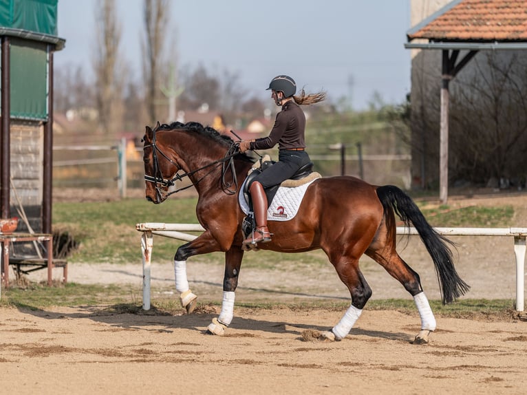 Oldenburg-International (OS) Stallion 14 years 16,3 hh Bay in Prague