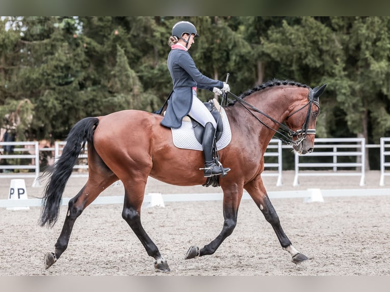 Oldenburg-International (OS) Stallion 14 years 16,3 hh Bay in Prague