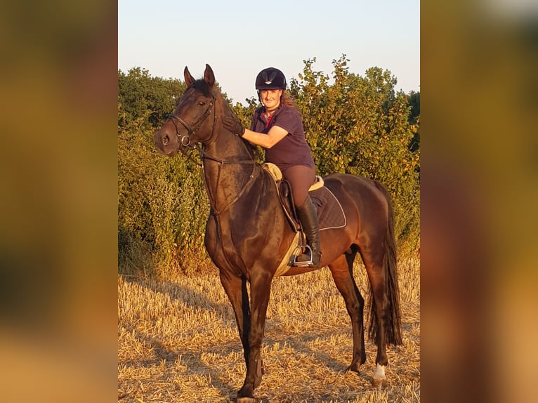 Oldenburg-International (OS) Stallion 16 years 16,1 hh Smoky-Black in Walchum