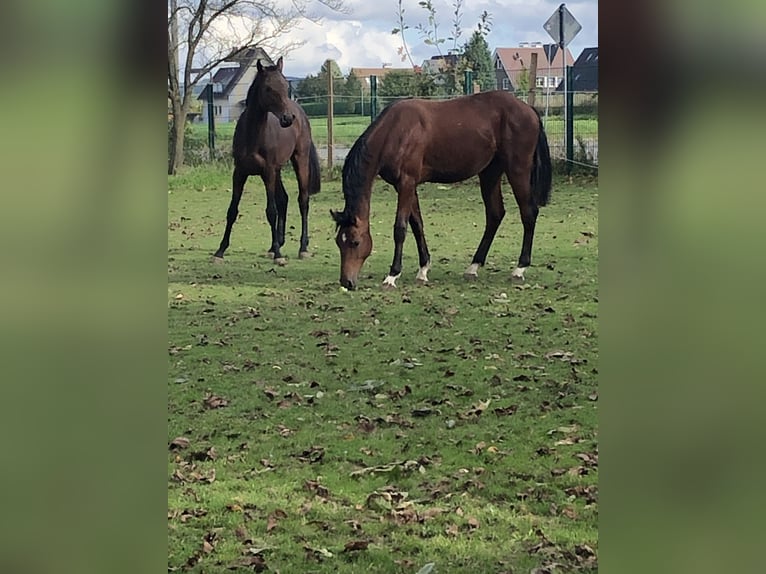 Oldenburg-International (OS) Stallion 1 year 15,3 hh Brown in Hiddenhausen