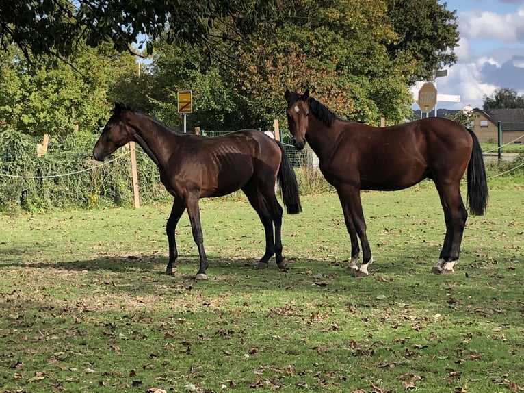 Oldenburg-International (OS) Stallion 1 year 15,3 hh Brown in Hiddenhausen