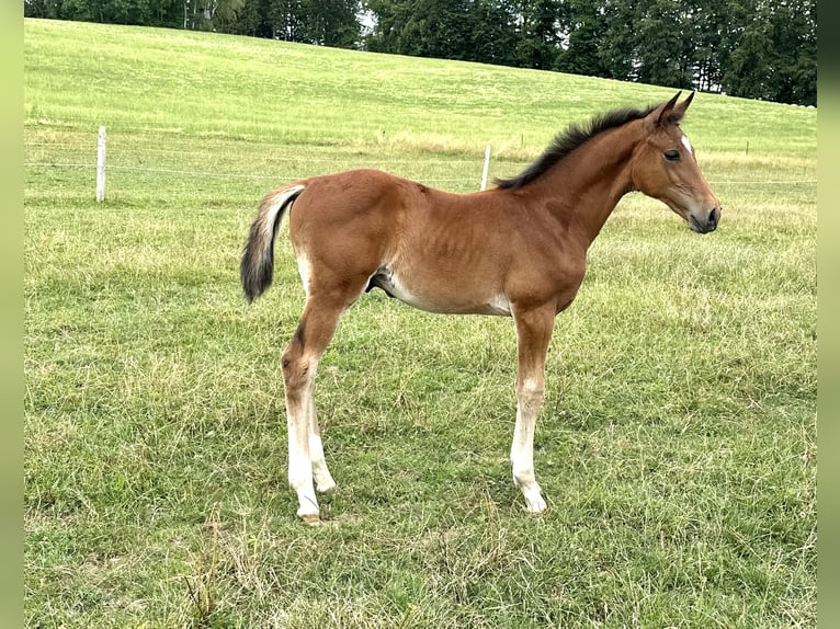 Oldenburg-International (OS) Stallion 1 year 16,1 hh Brown in Berg