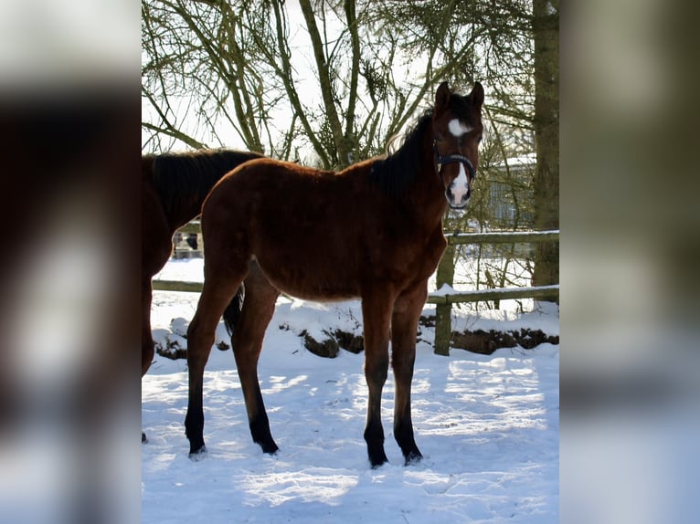 Oldenburg-International (OS) Stallion 1 year 16,1 hh Brown in Seedorf