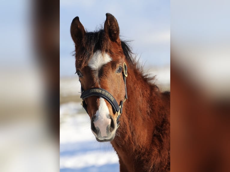 Oldenburg-International (OS) Stallion 1 year 16,1 hh Brown in Seedorf