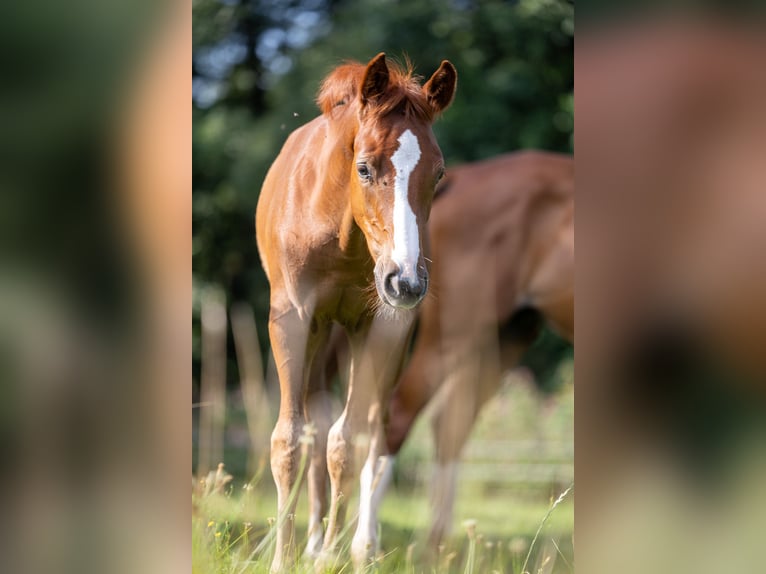 Oldenburg-International (OS) Stallion 1 year 16,1 hh Chestnut-Red in Marktl