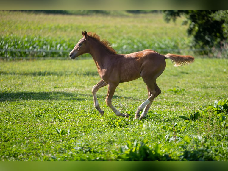 Oldenburg-International (OS) Stallion 1 year 16,1 hh Chestnut-Red in Marktl