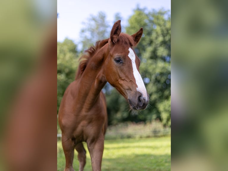 Oldenburg-International (OS) Stallion 1 year 16,1 hh Chestnut-Red in Marktl