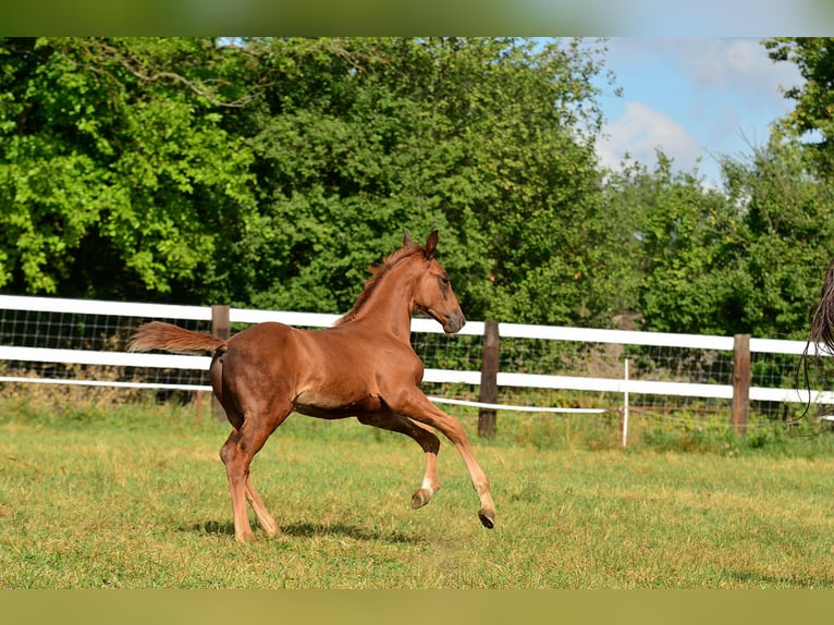 Oldenburg-International (OS) Stallion 1 year 16,2 hh Chestnut-Red in iwno