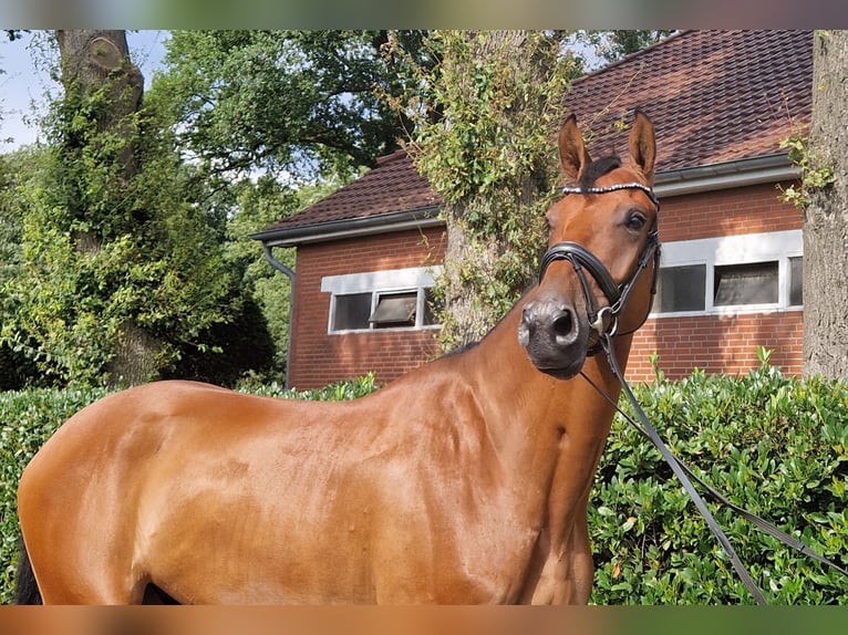 Oldenburg-International (OS) Stallion 1 year 17 hh Chestnut-Red in Lindern (Oldenburg)