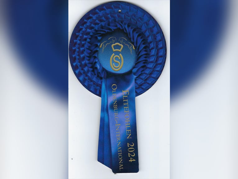 Oldenburg-International (OS) Stallion 1 year Bay-Dark in Cloppenburg