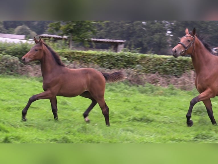 Oldenburg-International (OS) Stallion 1 year Bay-Dark in Cloppenburg