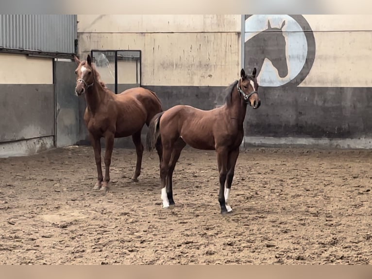 Oldenburg-International (OS) Stallion 1 year Bay-Dark in Denekamp