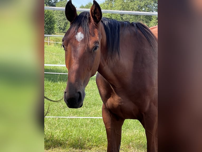 Oldenburg-International (OS) Stallion 1 year Brown in Dahlenburg