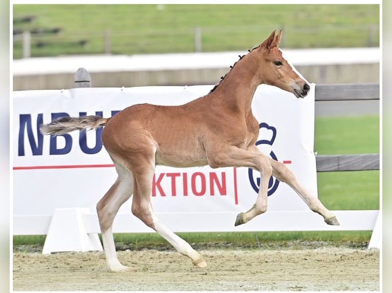 Oldenburg-International (OS) Stallion 1 year Brown in Schierensee