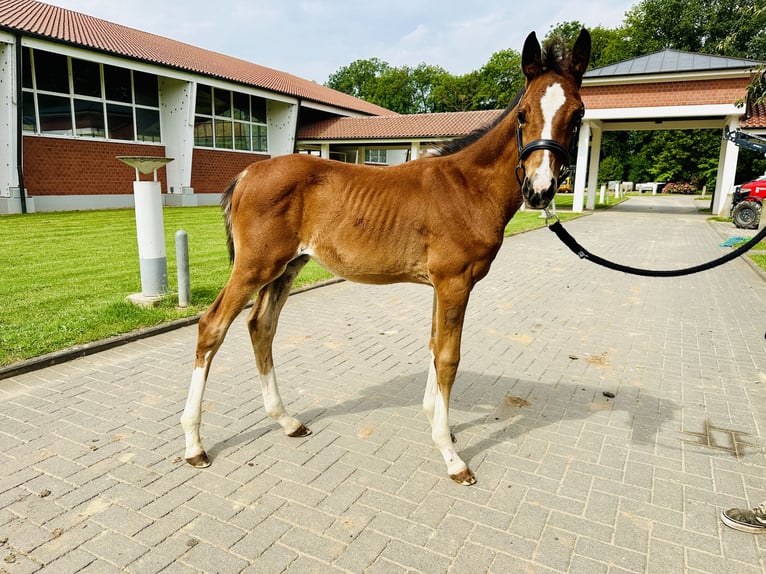 Oldenburg-International (OS) Stallion 1 year Brown in Zülpich