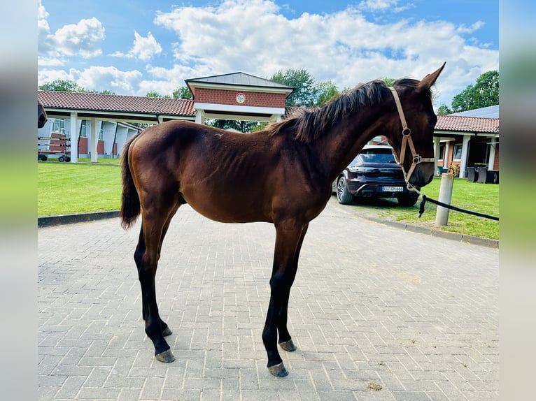 Oldenburg-International (OS) Stallion 1 year Brown in Zülpich