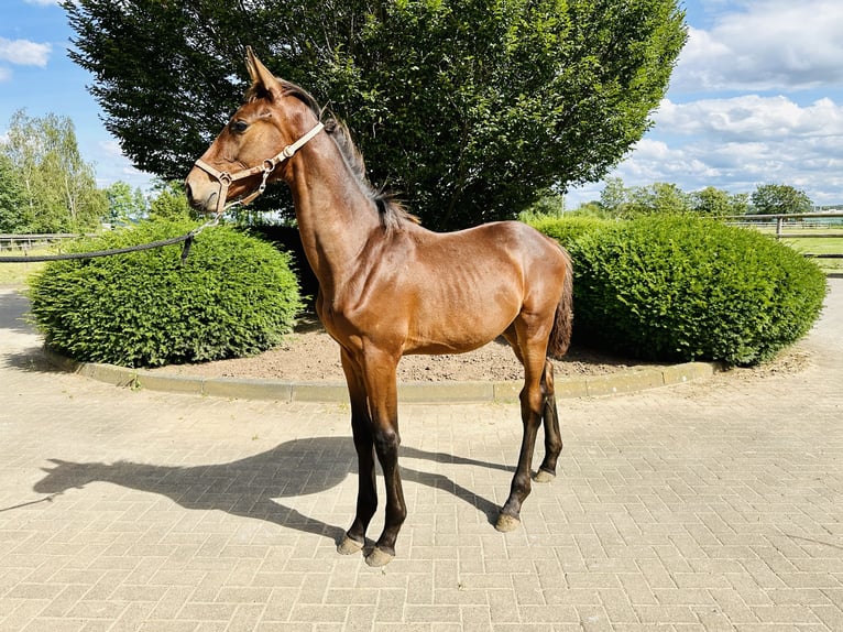 Oldenburg-International (OS) Stallion 1 year Brown in Zülpich