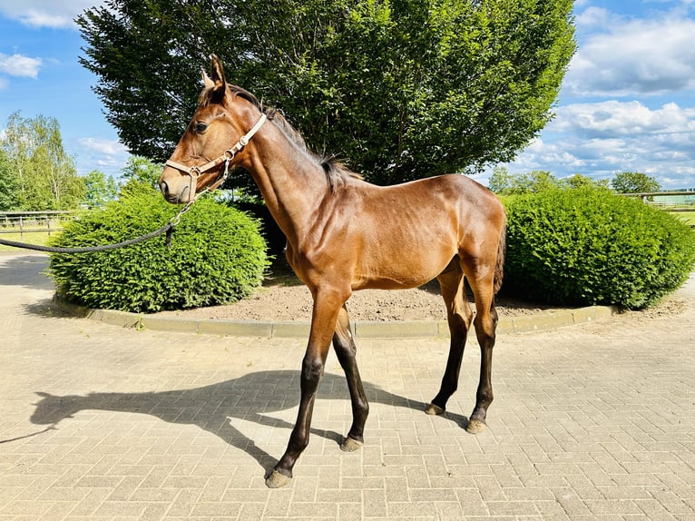 Oldenburg-International (OS) Stallion 1 year Brown in Zülpich