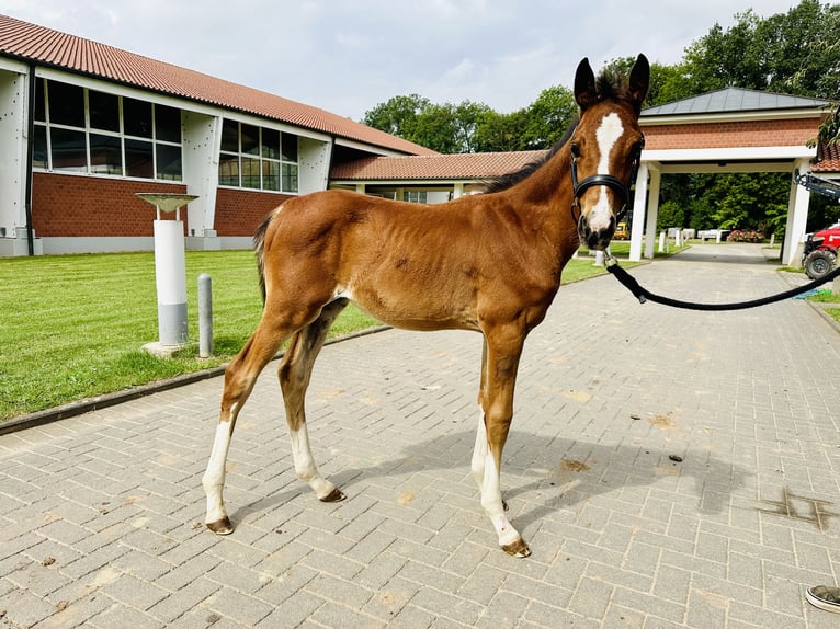 Oldenburg-International (OS) Stallion 1 year Brown in Zülpich