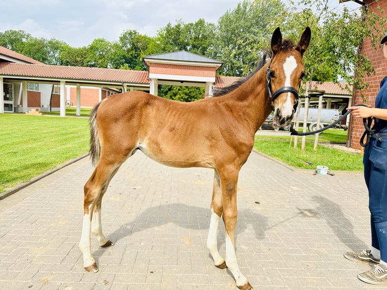 Oldenburg-International (OS) Stallion 1 year Brown in Zülpich