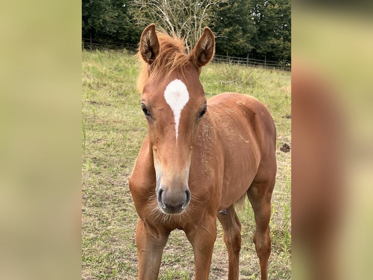 Oldenburg-International (OS) Stallion 1 year Chestnut-Red in Dahlenburg