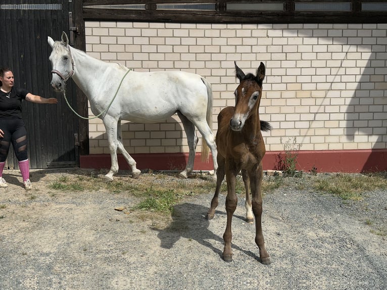 Oldenburg-International (OS) Stallion 1 year Gray in Heinersreuth