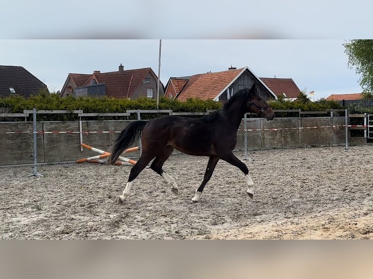 Oldenburg-International (OS) Stallion 2 years 15,2 hh Brown in Werlte