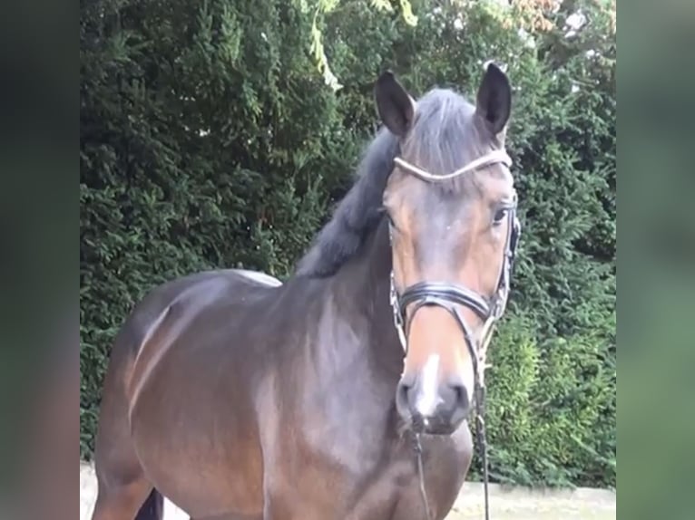 Oldenburg-International (OS) Stallion 2 years 16,1 hh Brown in Schwarmstedt