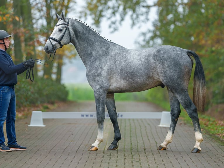 Oldenburg-International (OS) Stallion 2 years Gray in Pölchow