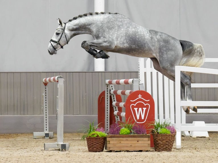 Oldenburg-International (OS) Stallion 2 years Gray in Münster-Handorf