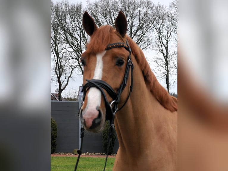 Oldenburg-International (OS) Stallion 3 years 15,2 hh Chestnut-Red in Werlte