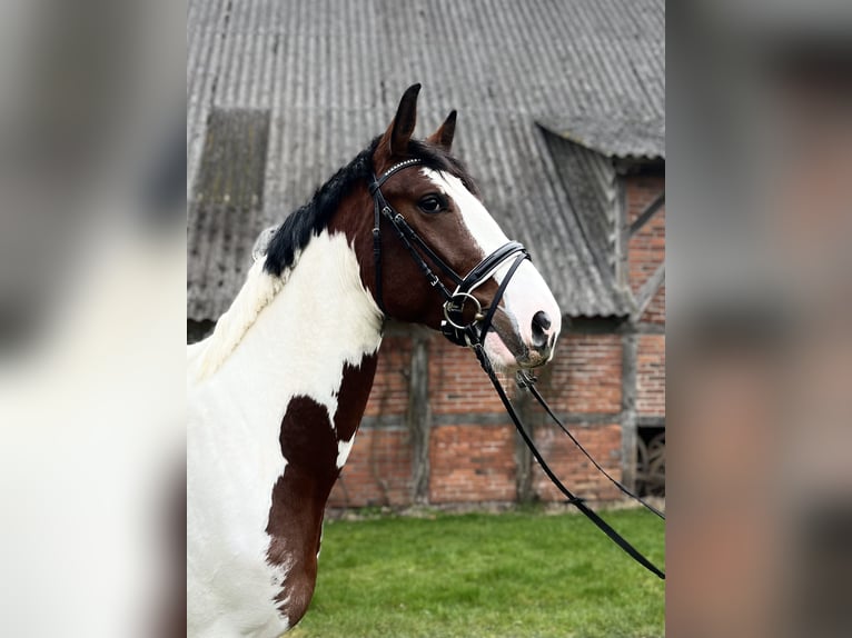Oldenburg-International (OS) Stallion 3 years 16,1 hh Pinto in Ahrensbök