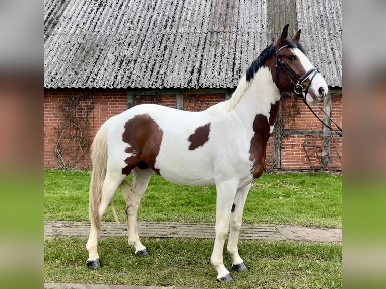 Oldenburg-International (OS) Stallion 3 years 16,1 hh Pinto in Ahrensbök