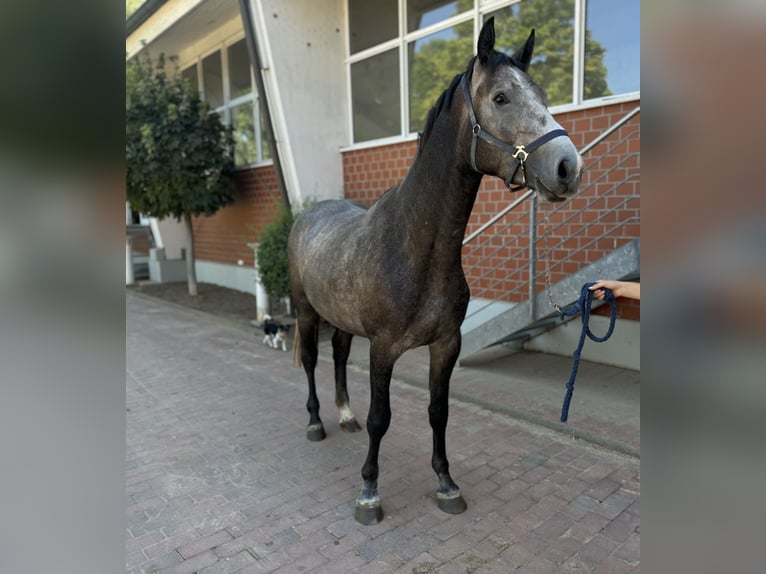 Oldenburg-International (OS) Stallion 4 years Gray in Zülpich