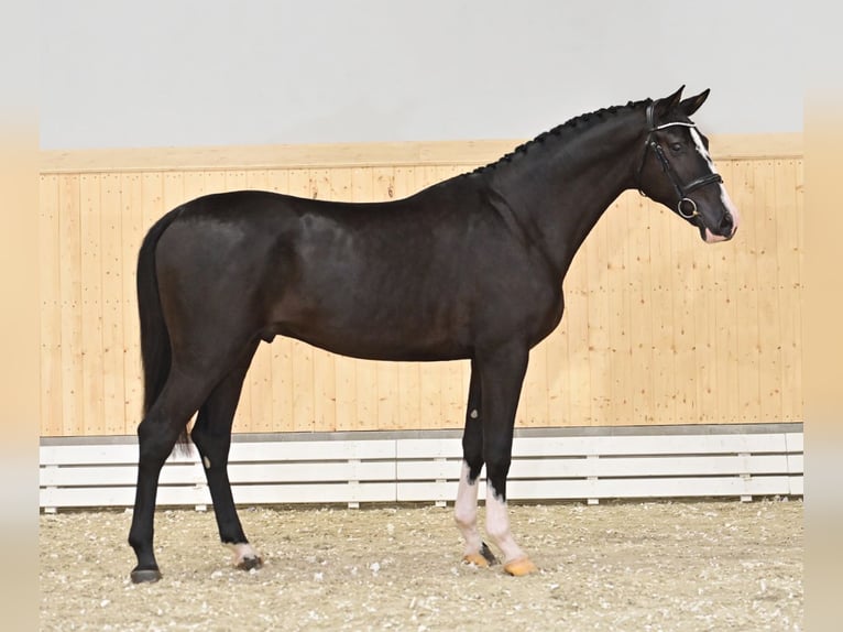 Oldenburg-International (OS) Stallion 5 years 16,3 hh Smoky-Black in Wetschen