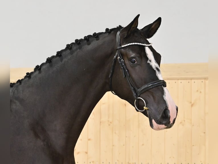 Oldenburg-International (OS) Stallion 5 years 16,3 hh Smoky-Black in Wetschen