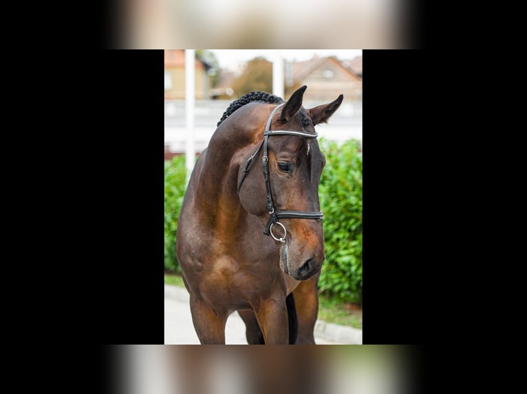 Oldenburg-International (OS) Stallion 5 years 17 hh Bay-Dark in wardenburg