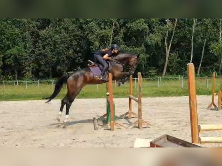 Oldenburg-International (OS) Stallion 6 years 16,2 hh Brown in Lübtheen