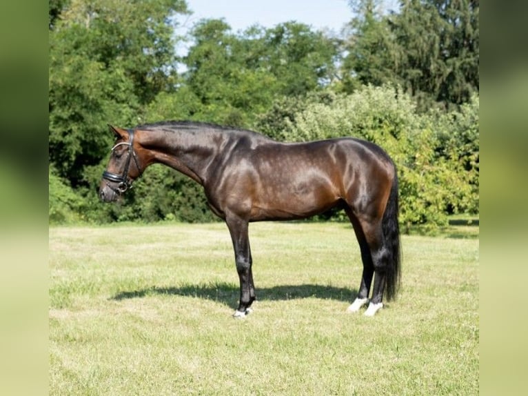 Oldenburg-International (OS) Stallion 6 years 17 hh Bay-Dark in Tass