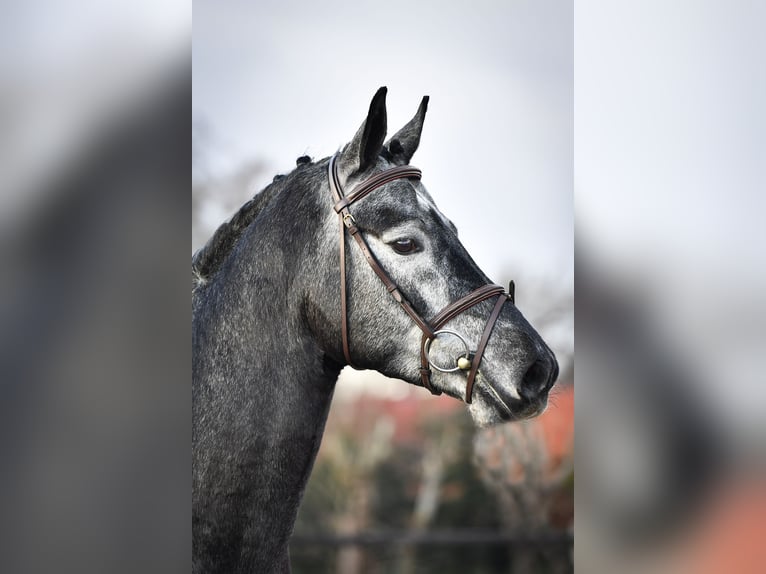 Oldenburg-International (OS) Stallion 7 years 16,1 hh Gray in Wardenburg