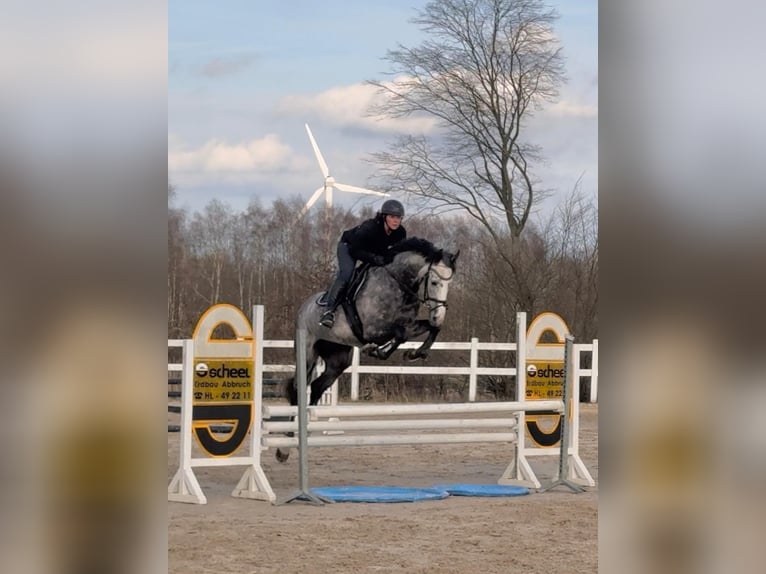 Oldenburg-International (OS) Stallion 7 years 16,2 hh Gray in Breitenfelde