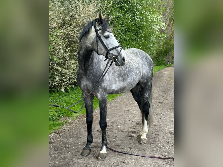 Oldenburg-International (OS) Stallion 7 years 16,2 hh Gray in Breitenfelde