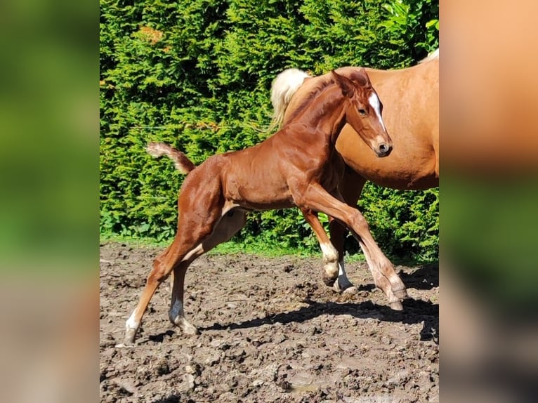 Oldenburg-International (OS) Stallion Foal (05/2024) 16,1 hh Chestnut-Red in Wiesloch